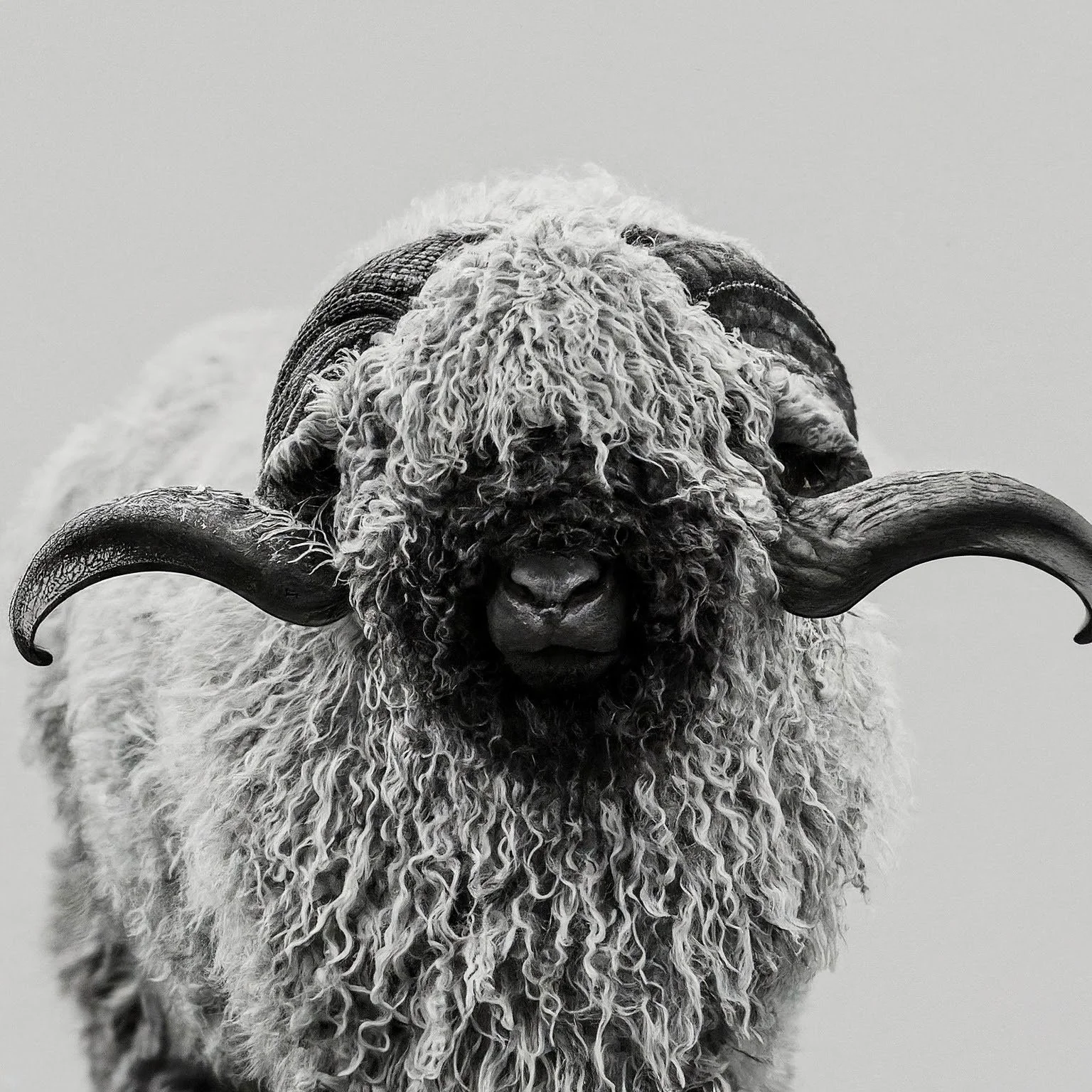 Kaiser Valais Blacknose Sheep | Registered Breeder Alberta, Canada